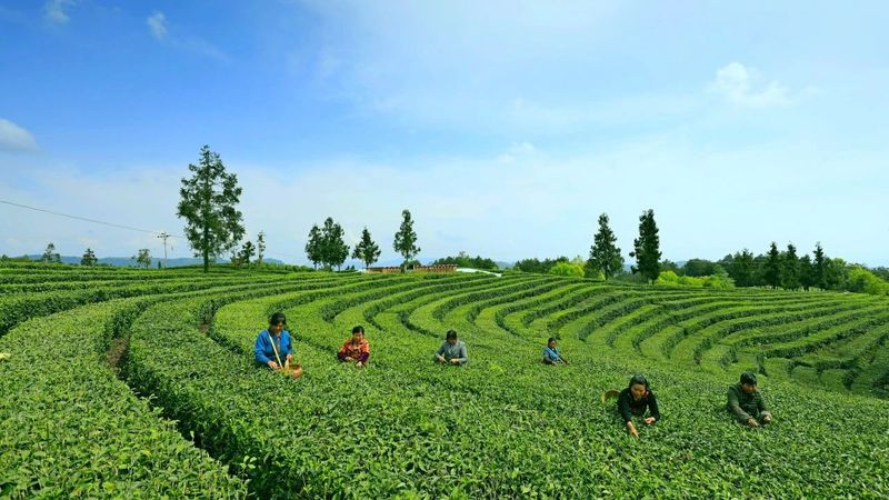 关于小小一片叶，缘何魅力大？走进旺苍县木门镇解锁茶叶密码的内容(4)