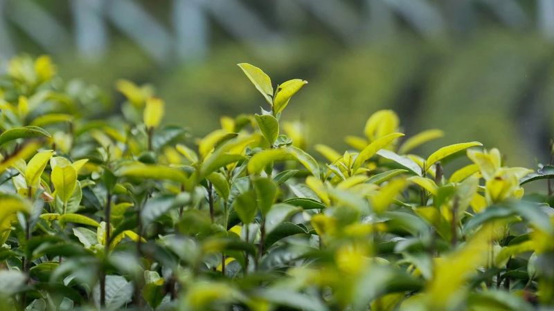 关于小小一片叶，缘何魅力大？走进旺苍县木门镇解锁茶叶密码的内容(10)