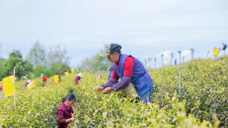 关于小小一片叶，缘何魅力大？走进旺苍县木门镇解锁茶叶密码的内容(13)