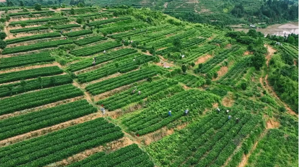 有关于茶陵：以茶为媒 推动茶产业高质量发展的消息(1)