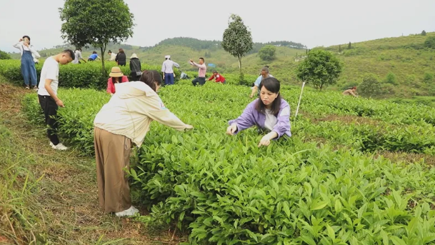 有关于茶陵：以茶为媒 推动茶产业高质量发展的消息