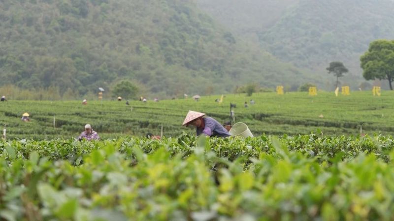 有关于英德：培育新质生产力 加快红茶产业高质量发展的内容(3)