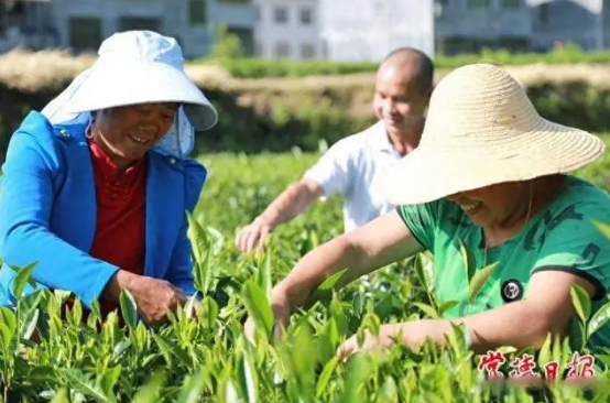 有关于石门县 茶园茶飘香 茶农采摘忙的最新消息