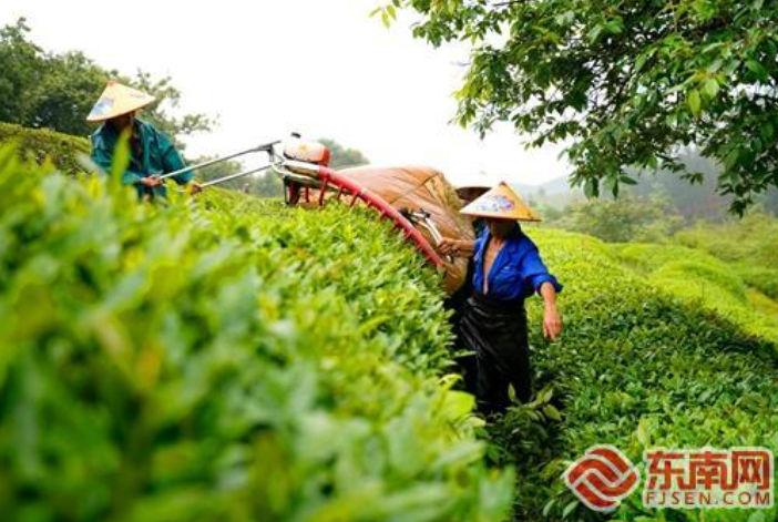 有关于南平浦城：小茶叶托起乡村振兴“大产业”的资讯