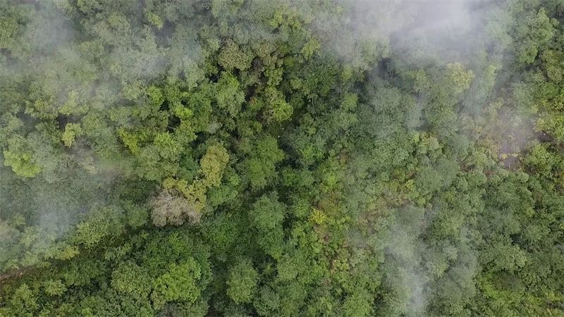 有关于树龄超千年，“麻栗坡茶王树”获认定！的新闻