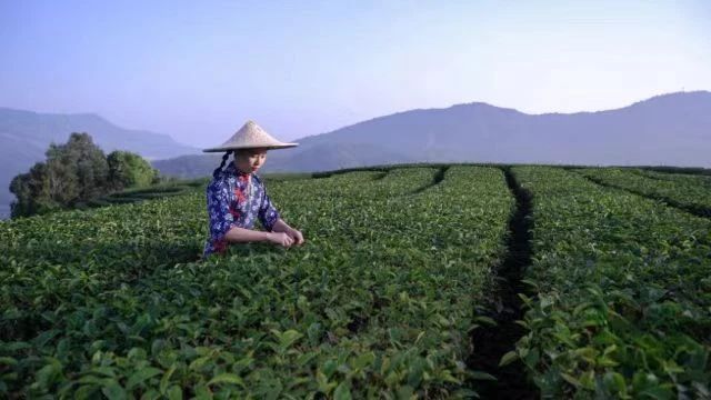 有关于采茶啰！紫金蝉茶飘香，千万别错过的消息