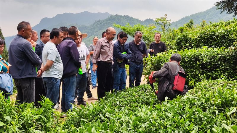 关于小围寨街道：发挥人大协商作用，促进茶产业高质量发展的内容(5)