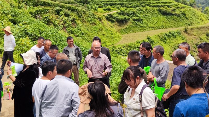 关于小围寨街道：发挥人大协商作用，促进茶产业高质量发展的内容(4)