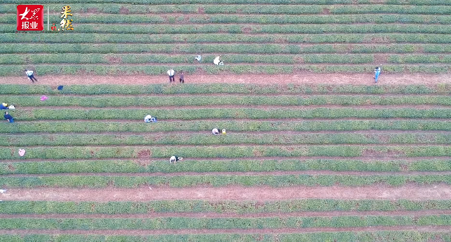 有关于莒县农商银行：“农”情茶飘香，助力小茶叶做出大产业的最新消息