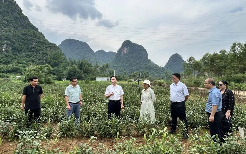 有关于贺州市领导毛任建到鹅塘镇调研紫茶产业的内容