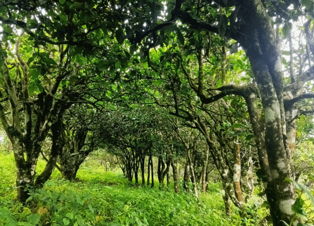 有关于耿马推动茶叶产业转型升级的消息