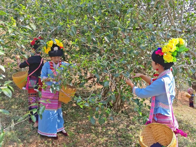 有关于茶王节  带您体验“有一种叫云南的生活 喝勐海茶·享勐海味”，第十三届勐海茶王节欢迎您！的内容(3)