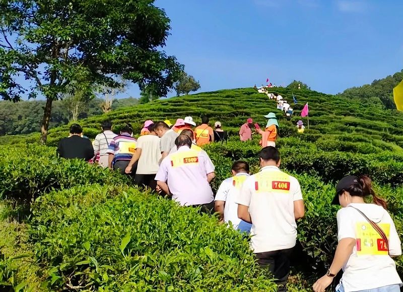 有关于茶王节  带您体验“有一种叫云南的生活 喝勐海茶·享勐海味”，第十三届勐海茶王节欢迎您！的内容(7)