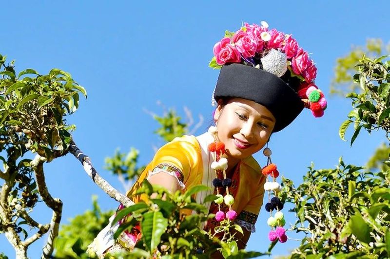 有关于茶王节  带您体验“有一种叫云南的生活 喝勐海茶·享勐海味”，第十三届勐海茶王节欢迎您！的内容