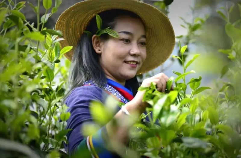 有关于茶王节  带您体验“有一种叫云南的生活 喝勐海茶·享勐海味”，第十三届勐海茶王节欢迎您！的内容(4)