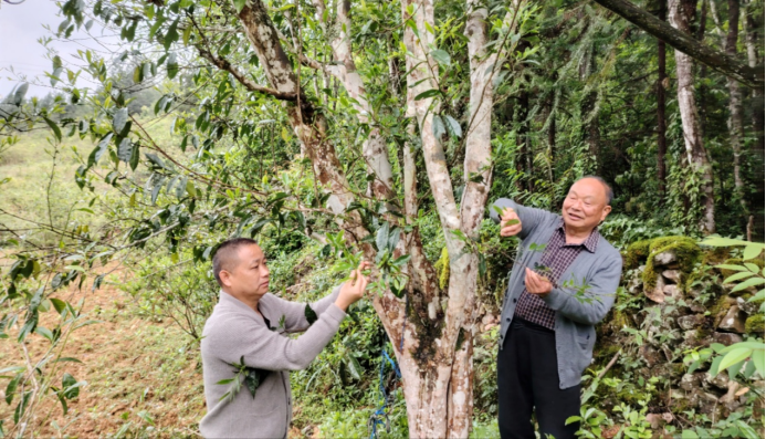 关于老书记深山探“宝”，调研苗乡城步峒茶高质量发展的相关内容(2)