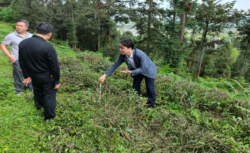 有关于思南县加强技术引领 推动抹茶（碾茶）产业高质量发展的相关内容(2)