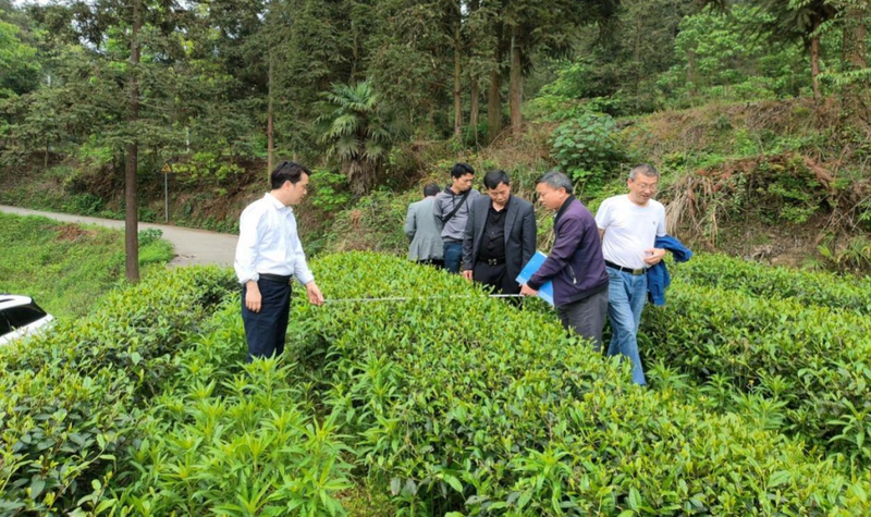 有关于思南县加强技术引领 推动抹茶（碾茶）产业高质量发展的相关内容(1)