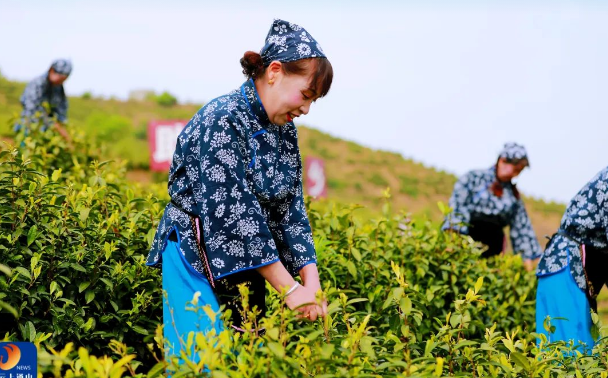 有关于 以茶促旅，以旅促茶！燕厦乡白茶文化节隆重举行  畅游通山 关注的内容(2)