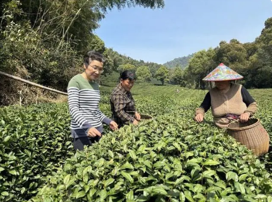 有关于杭州梅家坞春茶收官！在茶农群“站岗”成为气象专家的日常的最新消息(1)