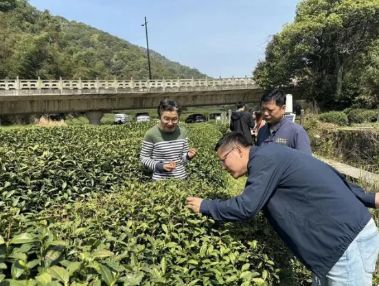 有关于杭州梅家坞春茶收官！在茶农群“站岗”成为气象专家的日常的最新消息