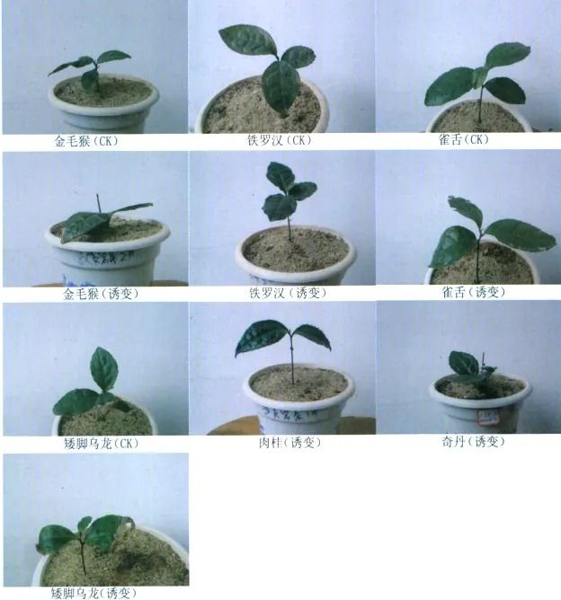 有关于筑梦苍穹！中国茶的太空征途的新闻(10)