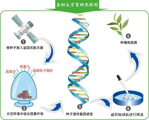 有关于筑梦苍穹！中国茶的太空征途的新闻(6)