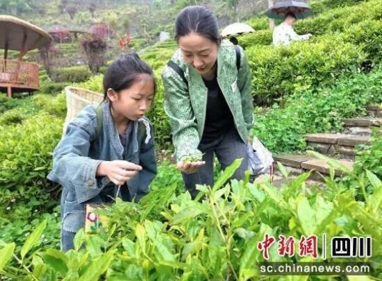 有关于五一畅游汶川：到水磨古镇体验采茶踏青之旅的相关内容(1)