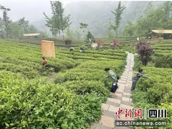 有关于五一畅游汶川：到水磨古镇体验采茶踏青之旅的相关内容