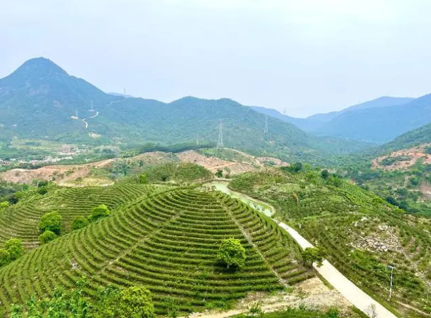 有关于广东惠州：高山云雾的茶乡传奇的消息