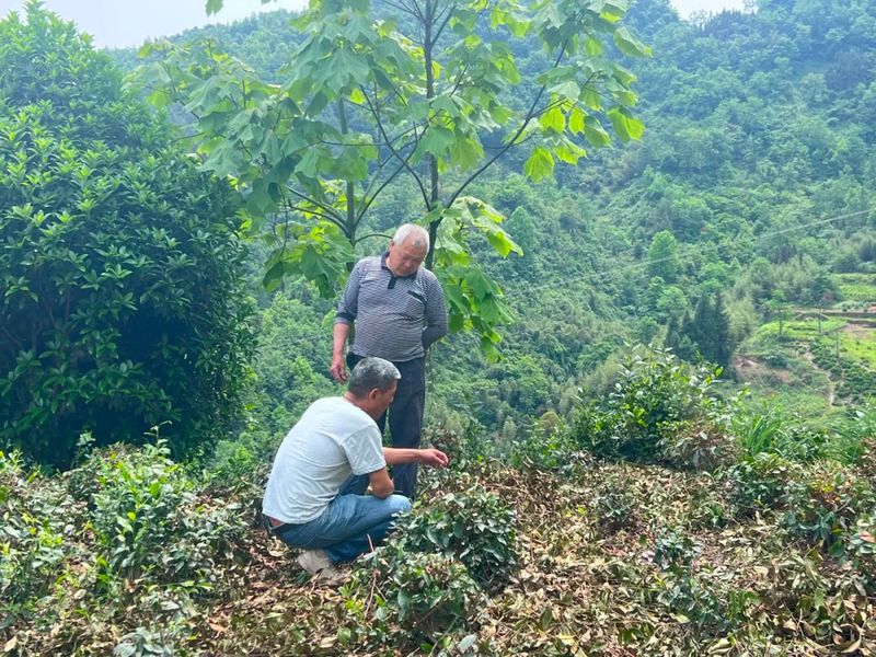 有关于紫阳县焕古镇：从源头上为“干净茶、放心茶”护航！的内容(5)