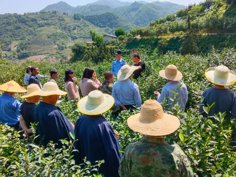 有关于紫阳县焕古镇：从源头上为“干净茶、放心茶”护航！的内容(2)