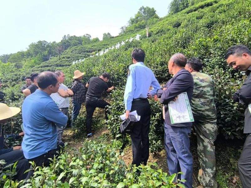 有关于紫阳县焕古镇：从源头上为“干净茶、放心茶”护航！的内容(3)