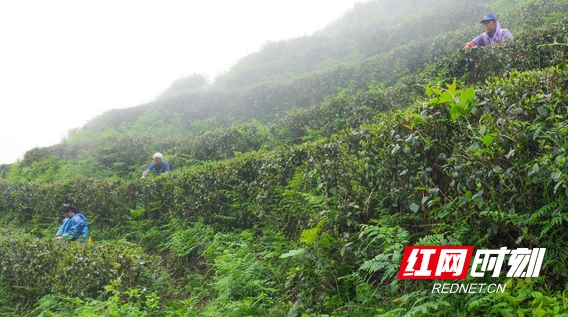 关于湖南南岳：云雾深处茶飘香 谷雨时节采茶忙的资讯(2)