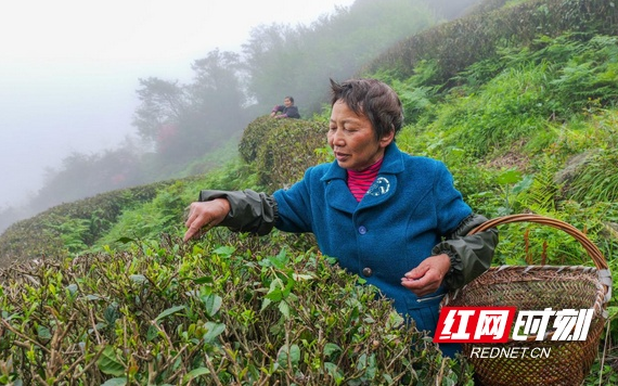 关于湖南南岳：云雾深处茶飘香 谷雨时节采茶忙的资讯(1)