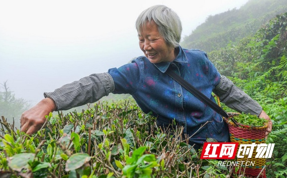 关于湖南南岳：云雾深处茶飘香 谷雨时节采茶忙的资讯