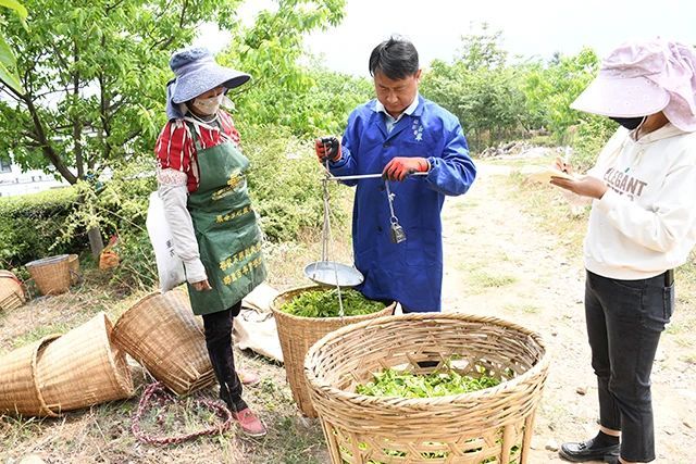 有关于凤羽镇源胜村 茶园进入采摘期的信息(4)