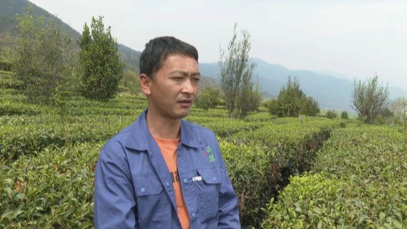 有关于凤羽镇源胜村 茶园进入采摘期的信息(8)