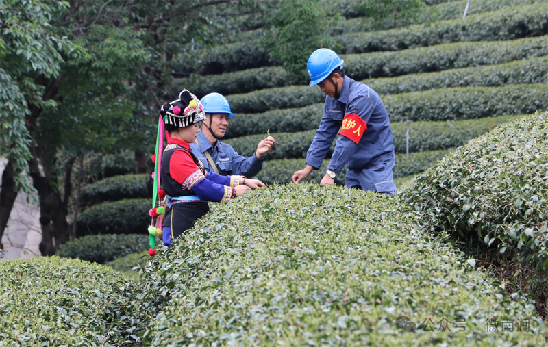 关于南涧县 好电力护航“幸福茶”的相关内容(2)