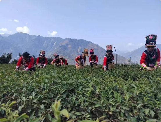 有关于四川北川：擦亮“苔子茶”名片 推动“茶产业”高质量发展的相关信息(2)