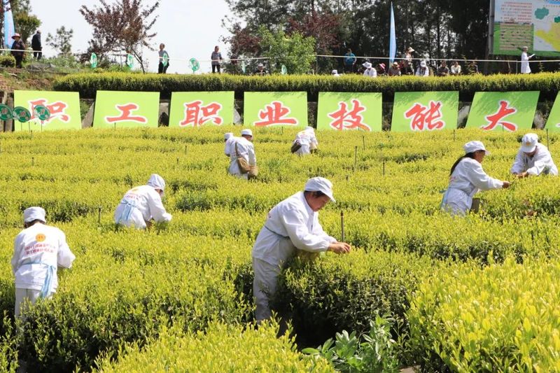 关于2024年川渝茶叶行业职工职业技能大赛闭幕的相关内容(2)