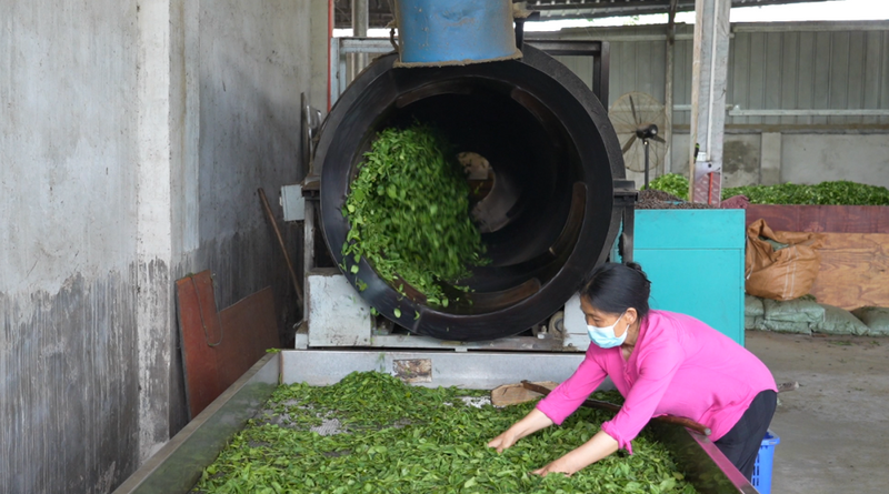 有关于盈春台茶业：绿茶出国门 产业增效有保障的资讯