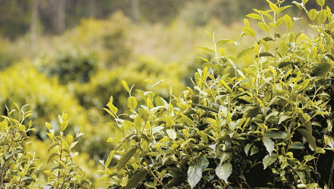 关于泸水市春暖茶飘香 茶农采摘忙的信息(1)