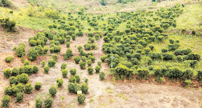 关于泸水市春暖茶飘香 茶农采摘忙的信息