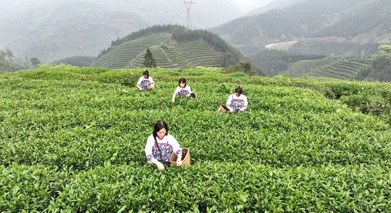 关于人间四月应问茶  沿溪山头白毛嫩的信息