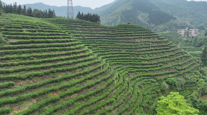 关于人间四月应问茶  沿溪山头白毛嫩的信息(1)