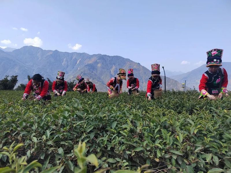 关于爱喝茶的人有福了！千年北川苔子茶有了新品种的最新消息(3)