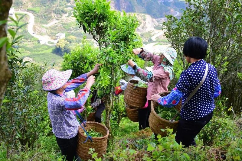 关于春日茶山：凤凰单丛茶采摘也有大学问！的信息(2)