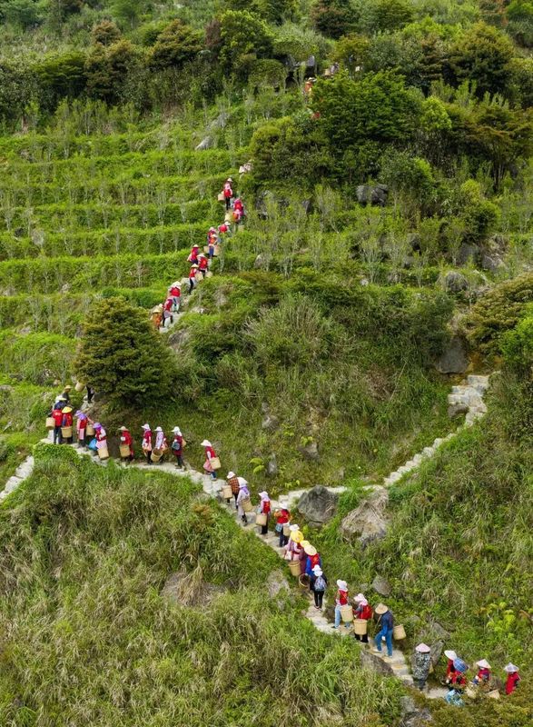 关于春日茶山：凤凰单丛茶采摘也有大学问！的信息