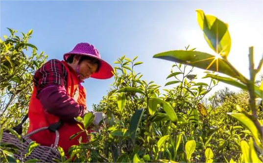 关于春日茶山：凤凰单丛茶采摘也有大学问！的信息(3)